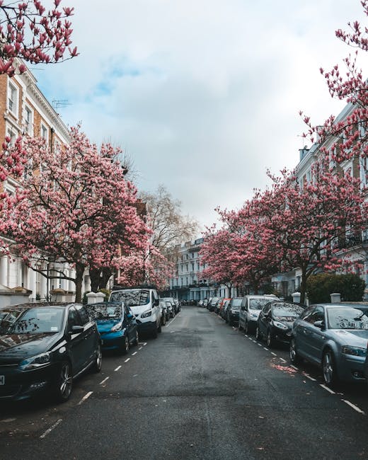 A residential street in Kensington lined with parked cars on both sides, including sedans and hatchbacks in various colours, with a row of elegant Victorian-style terraced houses featuring white facades, sash windows, and decorative brickwork. The street is adorned with vibrant pink blossom trees in full bloom along the pavement, creating a canopy over the road. The pavement is visible, and the sky above is partly cloudy with patches of blue. This scene illustrates a typical suburban area suitable for house removals and property relocations, as the environment is calm and well-maintained. Man with Van Kensington's services of home relocation and furniture transport are relevant in such a setting, especially when managing packing, loading, and safe transportation of household items during same-day removal operations avoiding common delays.